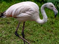 Rosaflamingo Jungvogel